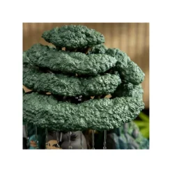 Jardin d’eau Bonsai Kasajuku - Mon Voisin Totoro